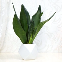 The Most Appealing Snake Plant