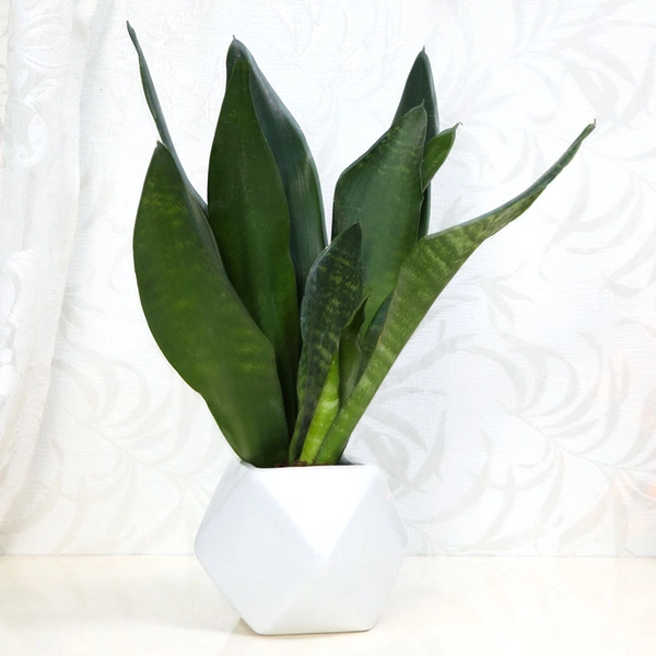 The Most Appealing Snake Plant