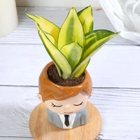 Golden Lotus Sansevieria In Office Boy