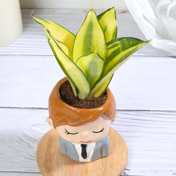 Golden Lotus Sansevieria In Office Boy