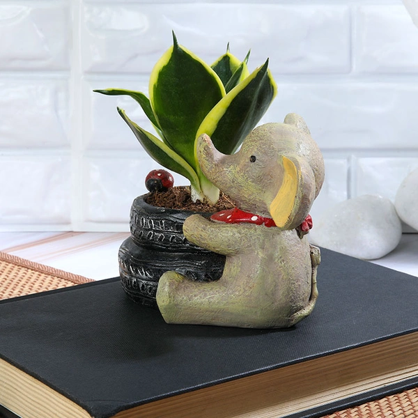 Baby Elephant Sansevieria Lotus plant