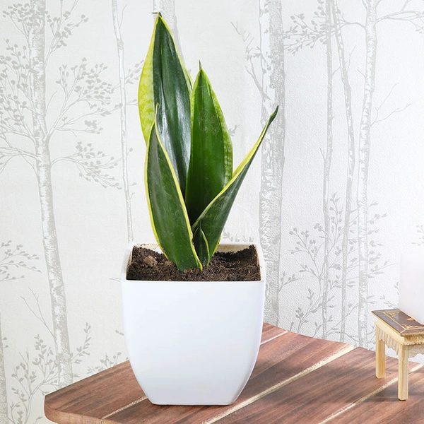 Sansevieria Lotus In White Pearl Pot