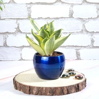 Golden Lotus Sansevieria Plant