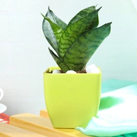 Snake Plant In Stunning Yellow Pot