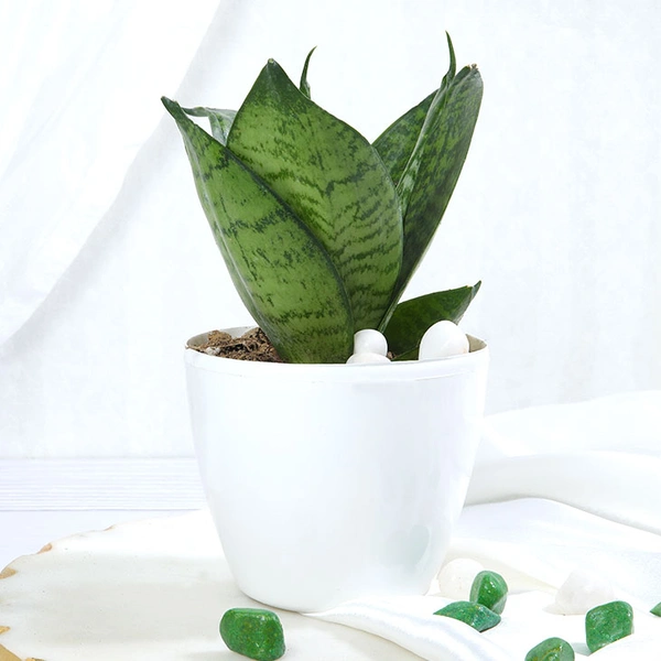 Snake Plant In White Plain Pot