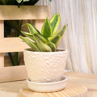 Sansevieria Plant in Ceramic Pot