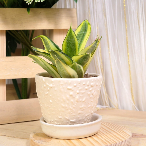 Sansevieria Plant in Ceramic Pot