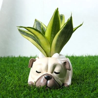Golden Lotus Sansevieria Plant In Pug