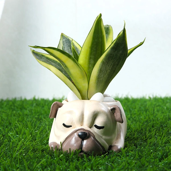 Golden Lotus Sansevieria Plant In Pug