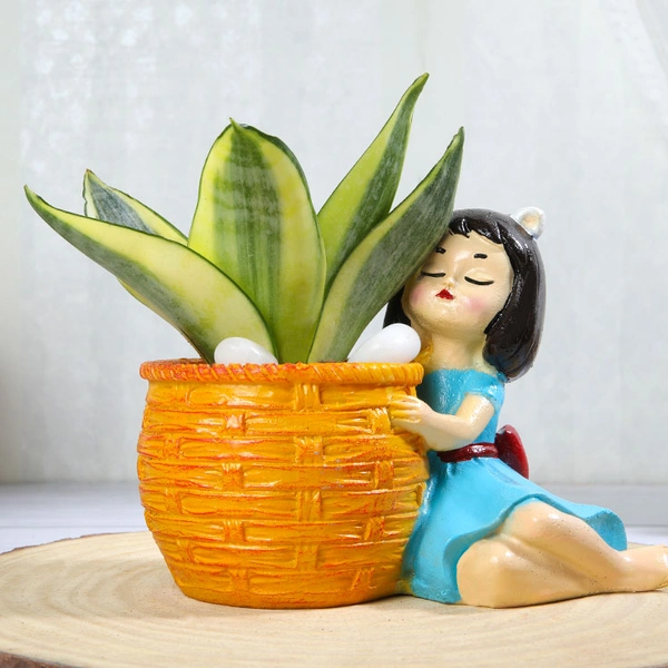 Golden Lotus Sansevieria Plant In Basket Girl