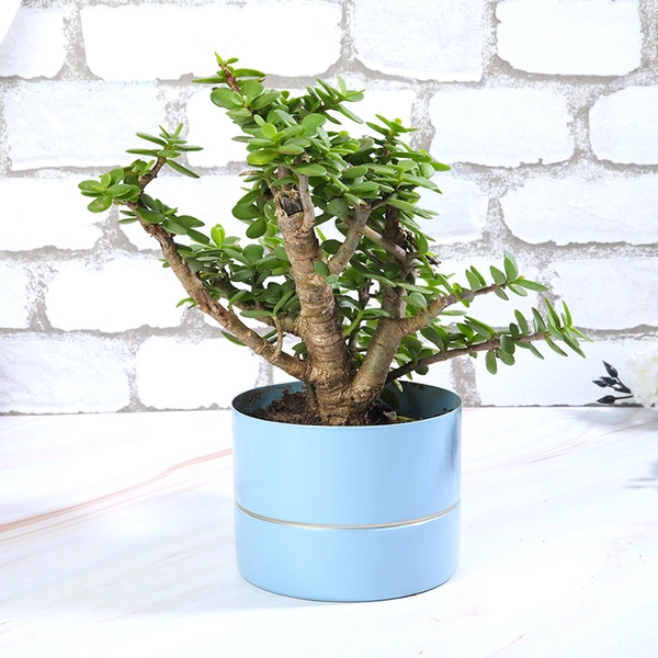 Soothing Jade Plant