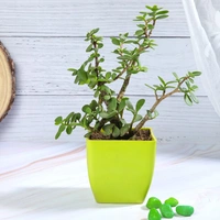 Jade Plant in Green Pot