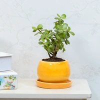 Jade In Ceramic Pot