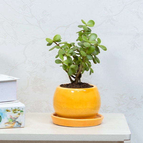 Jade In Ceramic Pot
