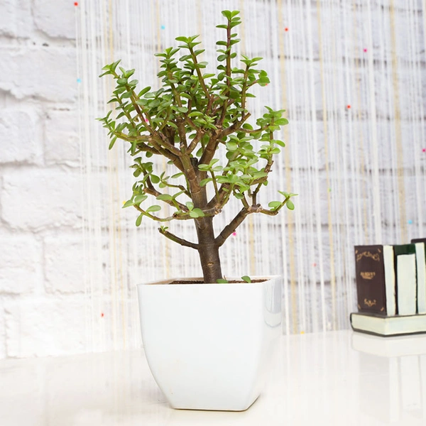 Excellent Jade Plant