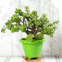All Green Jade Plant