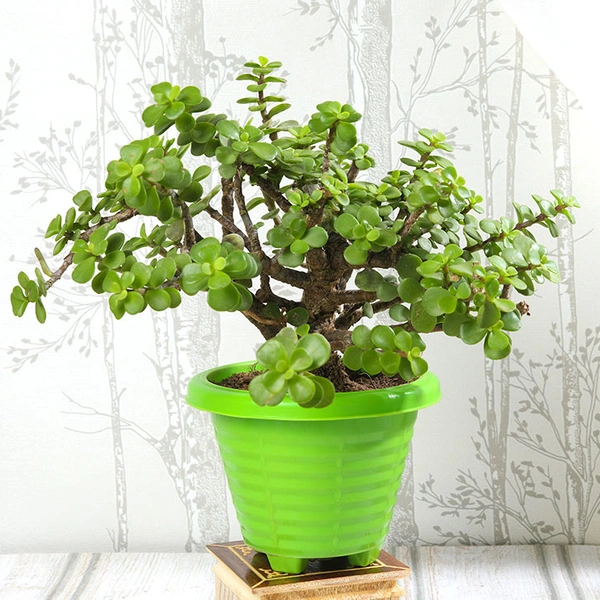 All Green Jade Plant