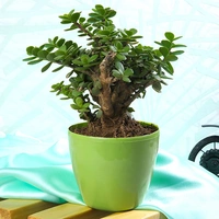 Green Jade Bonsai Plant