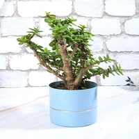 Soothing Jade Plant