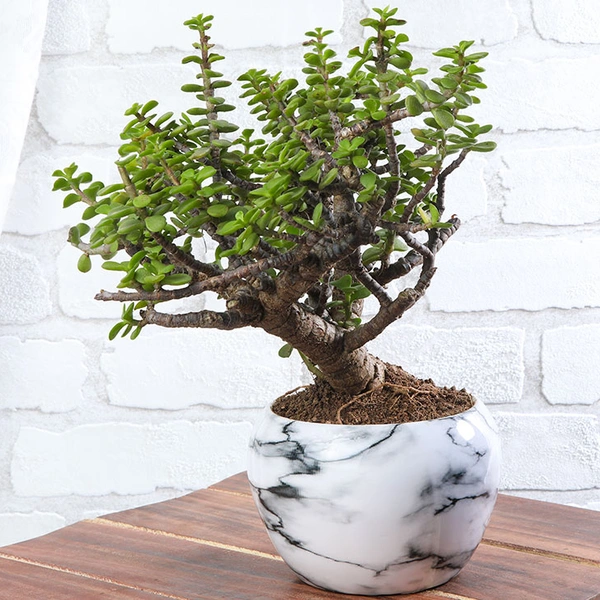 Jade Bonsai in Marble Pot