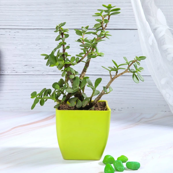 Jade Plant in Green Pot