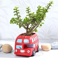 Jade Plant in Bus Pot
