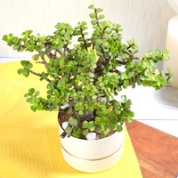 Jade Plant In Royal White Pot