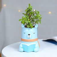 Jade Plant For Intelligent Friend