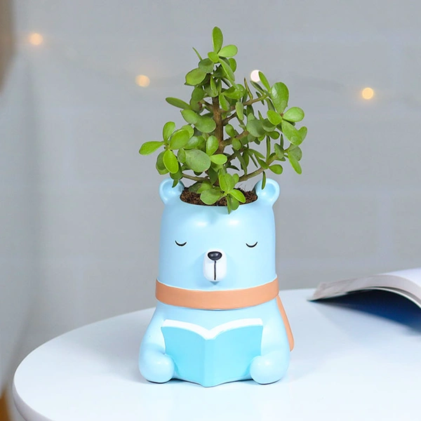 Jade Plant For Intelligent Friend