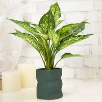 Lush Aglaonema Plant