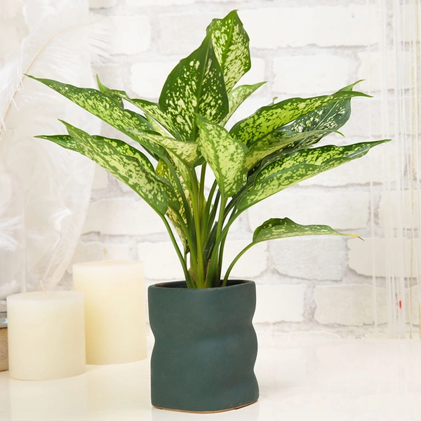 Lush Aglaonema Plant