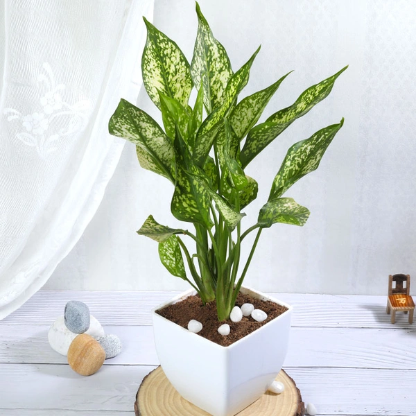 Snow White Aglaonema Plant