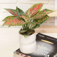 Stylish Pink Aglaonema Plant