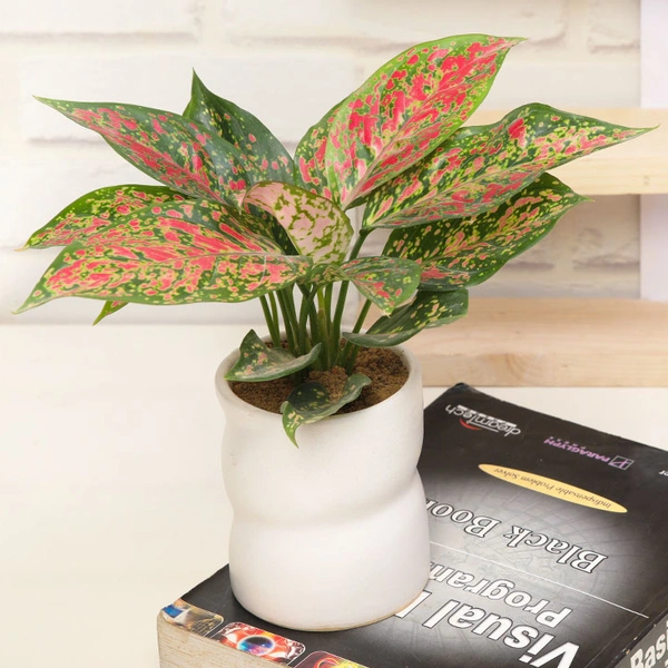 Stylish Pink Aglaonema Plant