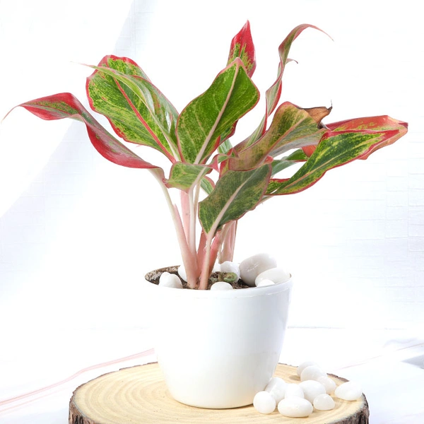 Aglonima Lipstick Plant