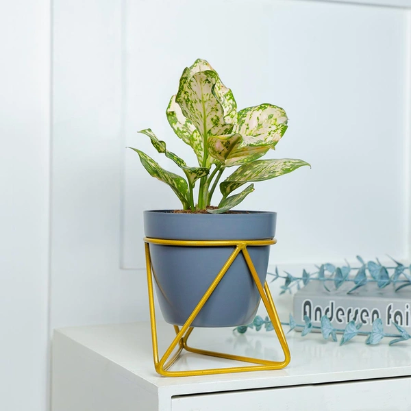 Snow White Aglonema Plant in Tringular Stand