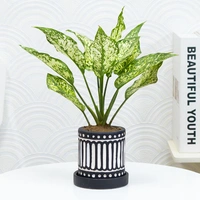 Snow White Aglonema For Indoors