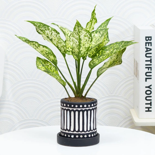 Snow White Aglonema For Indoors