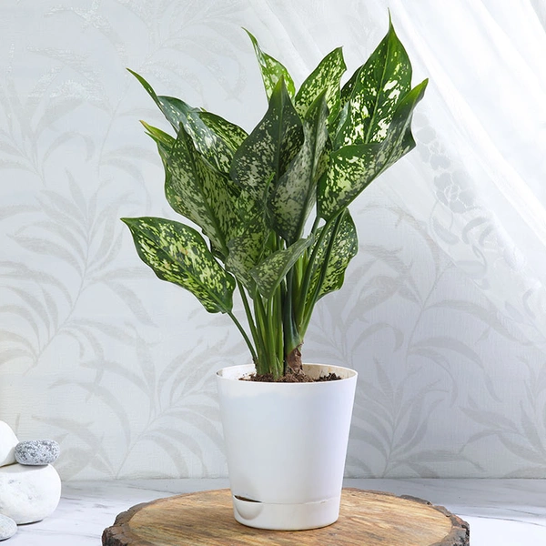 Snow White Aglonema in White Pot