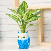 Adorable Aglaonema Plant In Owl