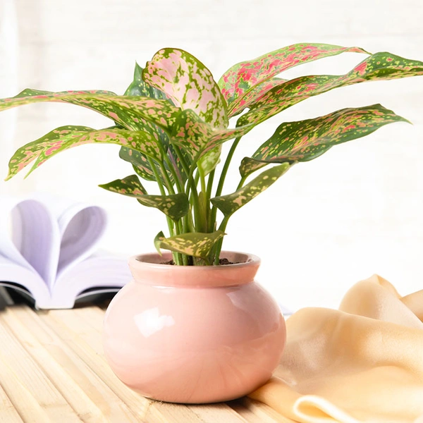 Exotic Aglaonema Plant Beauty