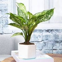 Lovely Aglaonema Plant