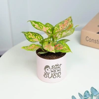 Pink Aglaonema Plant For Best Mom Ever
