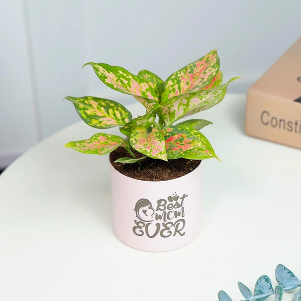 Pink Aglaonema Plant For Best Mom Ever