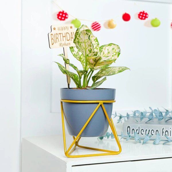 Personalized Birthday Snow White Aglaonema Plant