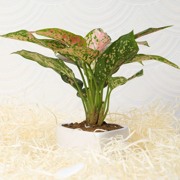 Stunner Pink Aglaonema Plant