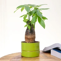 Stress Buster Pachira