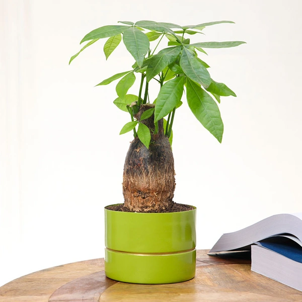 Stress Buster Pachira