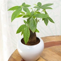 Pachira Bonsai Auspicious Plant