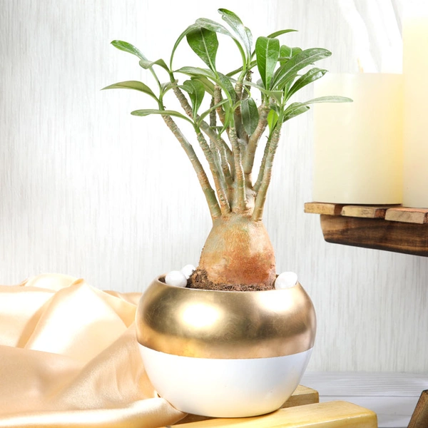Adenium Plant In Dual Color Metallic Pot